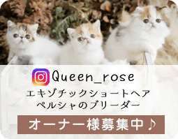 Queen_rose エキゾチックショートヘア ペルシャのブリーダー オーナー様募集中♪