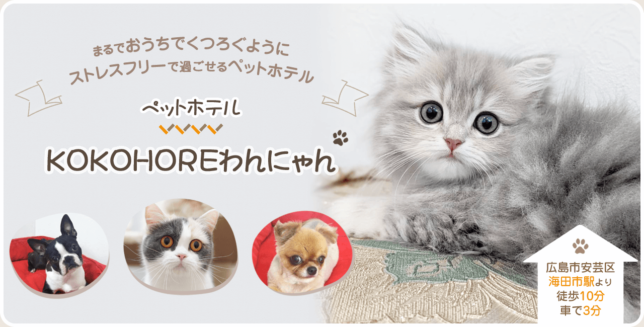 まるでおうちでくつろぐようにストレスフリーで過ごせるペットホテル ペットホテルKOKOHOREわんにゃん 広島市安芸区海田市駅より 徒歩10分 車で3分